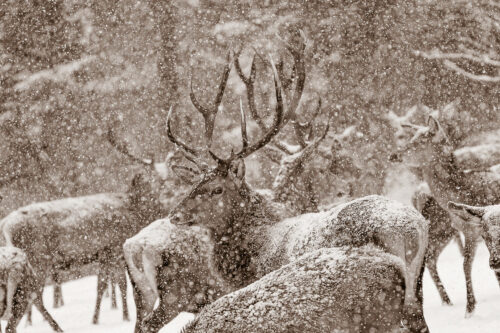 König der Wälder | Seitenverhältnis 3:2