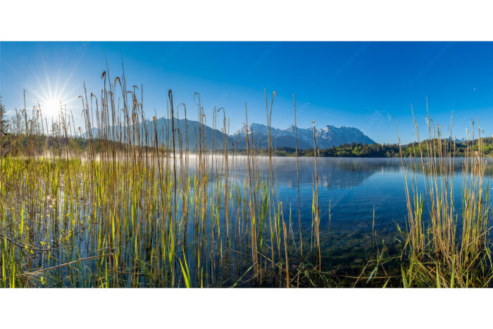 Schilf am See | Seitenverhältnis 2:1