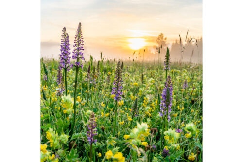 Echte Blüten | Seitenverhältnis 1:1