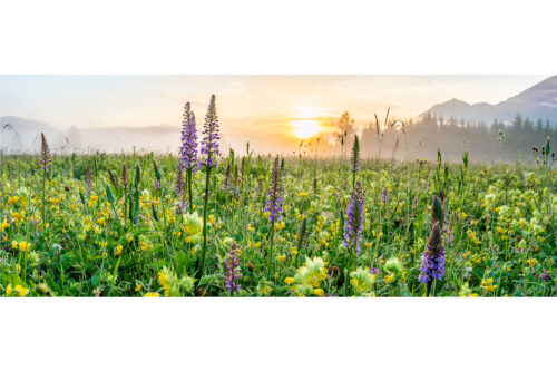 Echte Blüten | Seitenverhältnis 2,5:1