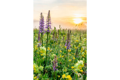 Echte Blüten | Seitenverhältnis 2:3