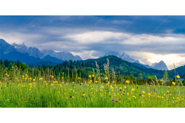 Blumen und Gräser | Seitenverhältnis 2:1