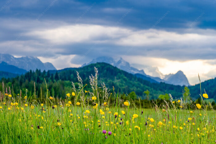 Blumen und Gräser | Seitenverhältnis 3:2