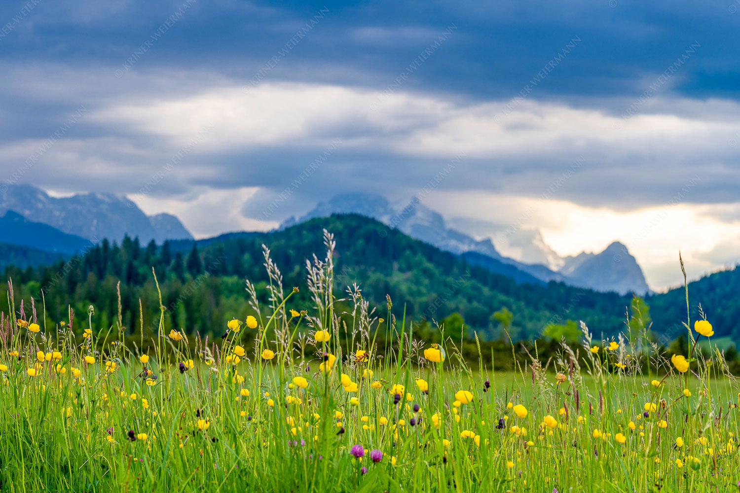 Blumen und Gräser | Seitenverhältnis 3:2