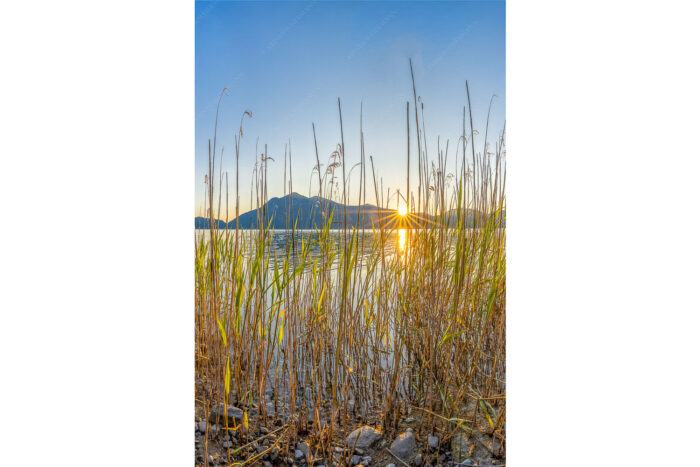 Walchenseeschilf | Seitenverhältnis 2:3