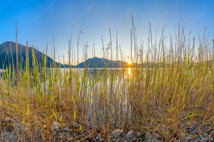 Walchenseeschilf | Seitenverhältnis 3:2