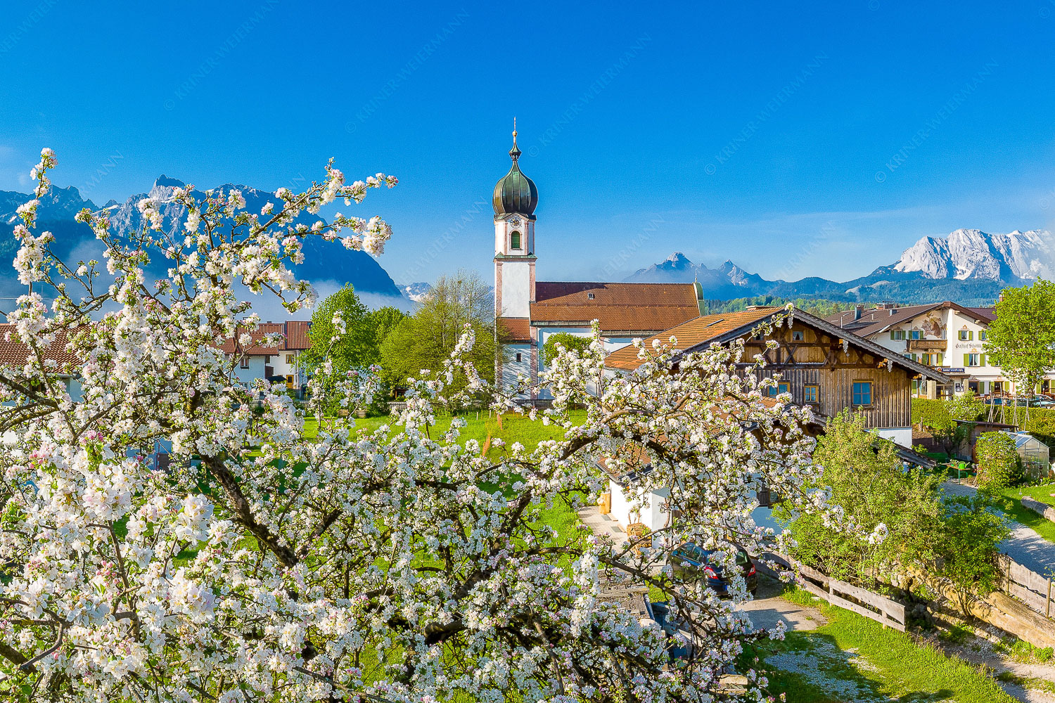 Apfelblüte in Krün