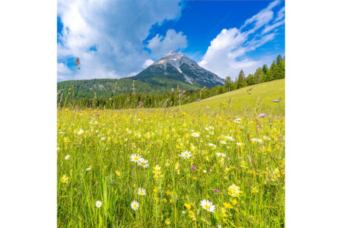 Blumenwiese vor Hoher Munde