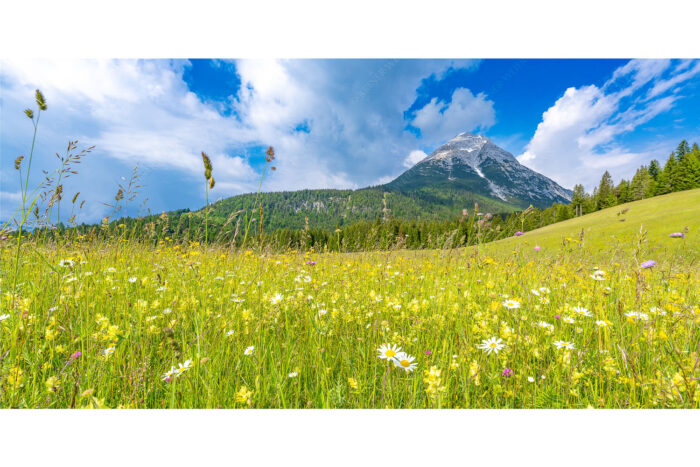 Blumenwiese vor Hoher Munde