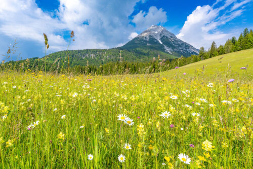 Blumenwiese vor Hoher Munde