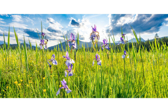 Sommerliche Blüten | Seitenverhältnis 2:1