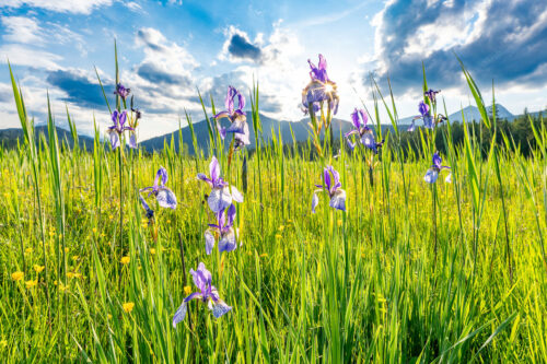 Sommerliche Blüten | Seitenverhältnis 3:2