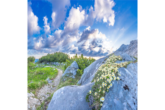 Steinige Blüten