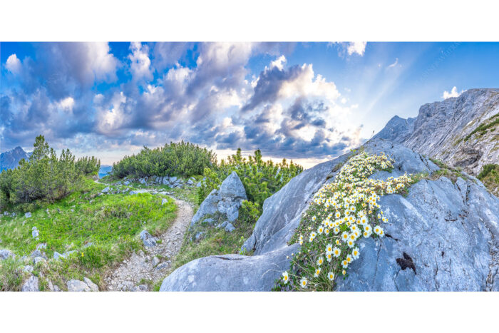 Steinige Blüten