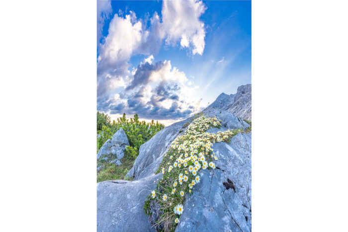 Steinige Blüten | Seitenverhältnis 2:3