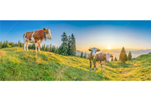 Sonnenaufgang auf der Alm | Seitenverhältnis 2,5:1