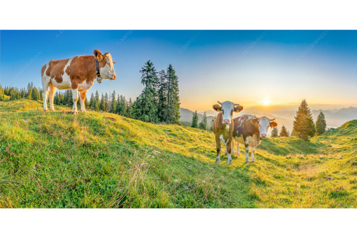 Sonnenaufgang auf der Alm | Seitenverhältnis 2:1