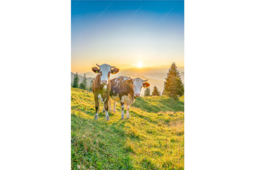 Sonnenaufgang auf der Alm | Seitenverhältnis 2:3