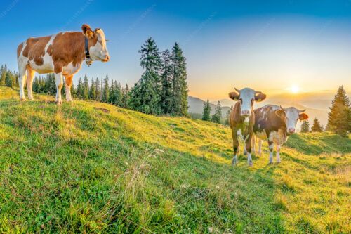 Sonnenaufgang auf der Alm | Seitenverhältnis 3:2