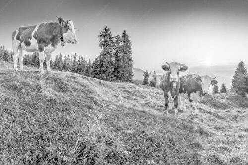 Sonnenaufgang auf der Alm