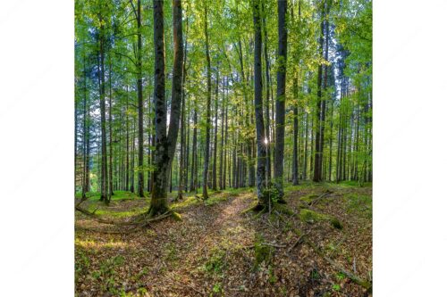 Die Sonne spitzt durch den Buchenwald - Alles Buchen - Seitenverhältnis 1:1 - Sonne im Wald - weitere Infos unter https://www.kriner-weiermann.de