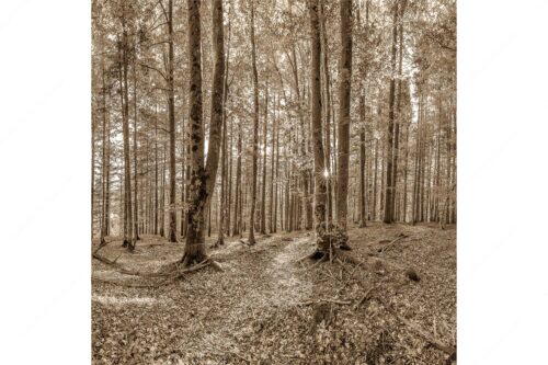 Die Sonne spitzt durch den Buchenwald - Alles Buchen - Seitenverhältnis 1:1 - Sonne im Wald - weitere Infos unter https://www.kriner-weiermann.de