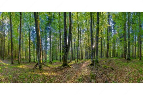 Die Sonne spitzt durch den Buchenwald - Alles Buchen - Seitenverhältnis 2:1 - Sonne im Wald - weitere Infos unter https://www.kriner-weiermann.de