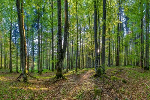 Die Sonne spitzt durch den Buchenwald - Alles Buchen - Seitenverhältnis 3:2 - Sonne im Wald - weitere Infos unter https://www.kriner-weiermann.de