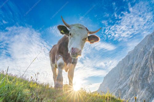 Jungvieh auf der Alm im Wettersteingebirge - Almsommermorgen III - Seitenverhältnis 3:2 - Kuh im Wetterstein - weitere Infos unter https://www.kriner-weiermann.de