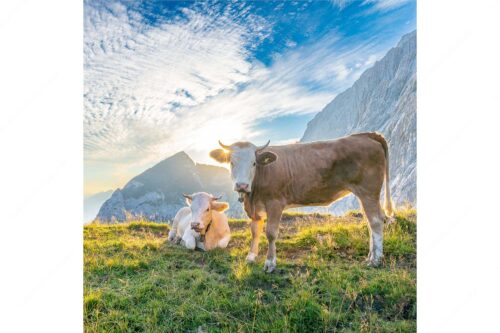 Jungvieh auf der Alm im Wettersteingebirge bei Sonnenaufgang - Almsommermorgen IV - Seitenverhältnis 1:1 - Junge Rinder auf der Alm - weitere Infos unter https://www.kriner-weiermann.de