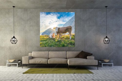 Jungvieh auf der Alm im Wettersteingebirge bei Sonnenaufgang - Almsommermorgen IV - Größe ca. 160x160cm, Seitenverhältnis 1: - Junge Rinder auf der Alm - weitere Infos unter https://www.kriner-weiermann.de