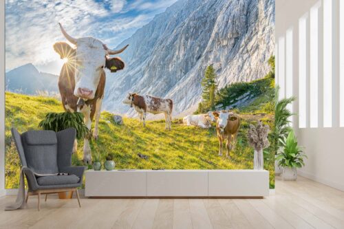 Jungvieh auf der Alm im Wettersteingebirge - Almsommermorgen V - Größe ca. 300x200cm, Seitenverhältnis 3:2 - Rinder Kälber im Werdenfelserland - weitere Infos unter https://www.kriner-weiermann.de