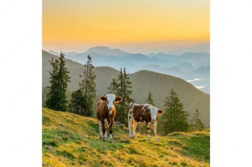 Jungvieh auf der Wallgauer Alm im Estergebirge mit Blick zur Benediktenwand bei Sonnenaufgang - Guten Morgen - Seitenverhältnis 1:1 - Junge Rinder auf der Wallgaueralm - weitere Infos unter https://www.kriner-weiermann.de