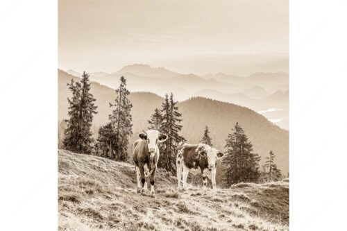 Jungvieh auf der Wallgauer Alm im Estergebirge mit Blick zur Benediktenwand bei Sonnenaufgang - Guten Morgen - Seitenverhältnis 1:1 - Junge Rinder auf der Wallgaueralm - weitere Infos unter https://www.kriner-weiermann.de