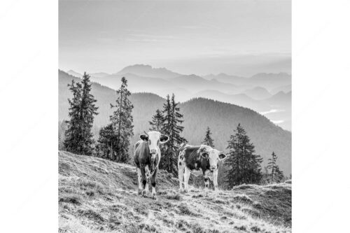 Jungvieh auf der Wallgauer Alm im Estergebirge mit Blick zur Benediktenwand bei Sonnenaufgang - Guten Morgen - Seitenverhältnis 1:1 - Junge Rinder auf der Wallgaueralm - weitere Infos unter https://www.kriner-weiermann.de