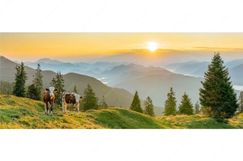 Jungvieh auf der Wallgauer Alm im Estergebirge mit Blick zur Benediktenwand bei Sonnenaufgang - Guten Morgen - Seitenverhältnis 2,5:1 - Junge Rinder auf der Wallgaueralm - weitere Infos unter https://www.kriner-weiermann.de