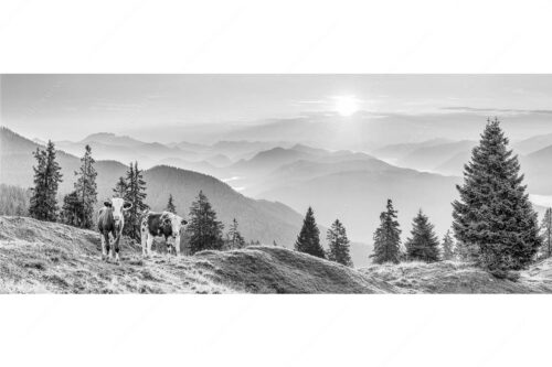 Jungvieh auf der Wallgauer Alm im Estergebirge mit Blick zur Benediktenwand bei Sonnenaufgang - Guten Morgen - Seitenverhältnis 2,5:1 - Junge Rinder auf der Wallgaueralm - weitere Infos unter https://www.kriner-weiermann.de