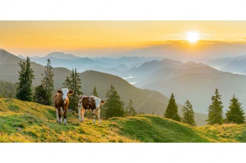 Jungvieh auf der Wallgauer Alm im Estergebirge mit Blick zur Benediktenwand bei Sonnenaufgang - Guten Morgen - Seitenverhältnis 2:1 - Junge Rinder auf der Wallgaueralm - weitere Infos unter https://www.kriner-weiermann.de