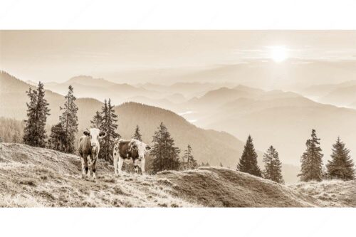 Jungvieh auf der Wallgauer Alm im Estergebirge mit Blick zur Benediktenwand bei Sonnenaufgang - Guten Morgen - Seitenverhältnis 2:1 - Junge Rinder auf der Wallgaueralm - weitere Infos unter https://www.kriner-weiermann.de