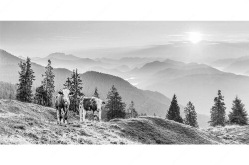 Jungvieh auf der Wallgauer Alm im Estergebirge mit Blick zur Benediktenwand bei Sonnenaufgang - Guten Morgen - Seitenverhältnis 2:1 - Junge Rinder auf der Wallgaueralm - weitere Infos unter https://www.kriner-weiermann.de