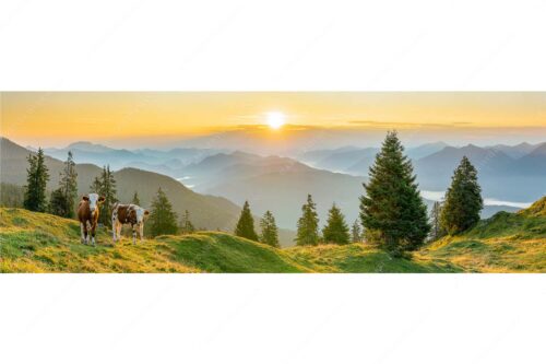 Jungvieh auf der Wallgauer Alm im Estergebirge mit Blick zur Benediktenwand bei Sonnenaufgang - Guten Morgen - Seitenverhältnis 3:1 - Junge Rinder auf der Wallgaueralm - weitere Infos unter https://www.kriner-weiermann.de