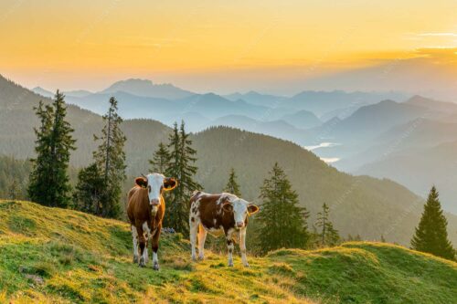 Jungvieh auf der Wallgauer Alm im Estergebirge mit Blick zur Benediktenwand bei Sonnenaufgang - Guten Morgen - Seitenverhältnis 3:2 - Junge Rinder auf der Wallgaueralm - weitere Infos unter https://www.kriner-weiermann.de