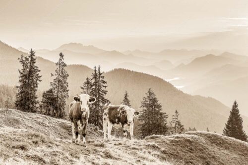 Jungvieh auf der Wallgauer Alm im Estergebirge mit Blick zur Benediktenwand bei Sonnenaufgang - Guten Morgen - Seitenverhältnis 3:2 - Junge Rinder auf der Wallgaueralm - weitere Infos unter https://www.kriner-weiermann.de