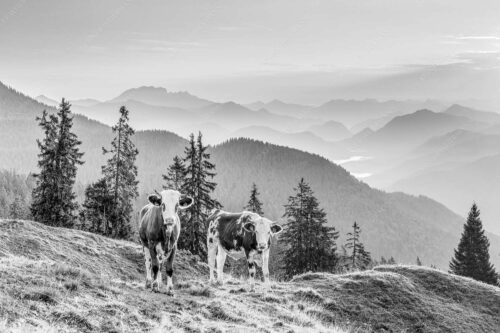 Jungvieh auf der Wallgauer Alm im Estergebirge mit Blick zur Benediktenwand bei Sonnenaufgang - Guten Morgen - Seitenverhältnis 3:2 - Junge Rinder auf der Wallgaueralm - weitere Infos unter https://www.kriner-weiermann.de