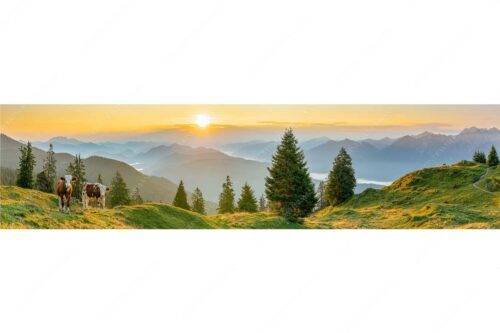 Jungvieh auf der Wallgauer Alm im Estergebirge mit Blick zur Benediktenwand bei Sonnenaufgang - Guten Morgen - Seitenverhältnis 4:1 - Junge Rinder auf der Wallgaueralm - weitere Infos unter https://www.kriner-weiermann.de