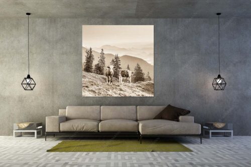 Jungvieh auf der Wallgauer Alm im Estergebirge mit Blick zur Benediktenwand bei Sonnenaufgang - Guten Morgen - Größe ca. 160x160cm, Seitenverhältnis 1:1 - Junge Rinder auf der Wallgaueralm - weitere Infos unter https://www.kriner-weiermann.de