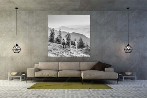 Jungvieh auf der Wallgauer Alm im Estergebirge mit Blick zur Benediktenwand bei Sonnenaufgang - Guten Morgen - Größe ca. 160x160cm, Seitenverhältnis 1:1 - Junge Rinder auf der Wallgaueralm - weitere Infos unter https://www.kriner-weiermann.de