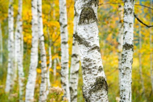 Birkenwäldchen in den Ammergauern - Junge Birken - Seitenverhältnis 3:2 - Frühling Wald Details - weitere Infos unter https://www.kriner-weiermann.de