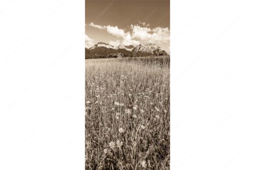 Blumenwiese mit Blick zum Karwendelgebirge - Margeriten und mehr - Seitenverhältnis 1:2 - Blumenwiese mit Karwendel - weitere Infos unter https://www.kriner-weiermann.de