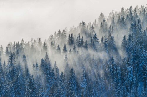 Das flach hereinfallende Licht wirft zauberhafte Schatten in die Baumspitzen - Spitzen - Seitenverhältnis 3:2 - Nebelstimmung im Wald - weitere Infos unter https://www.kriner-weiermann.de